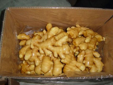 安丘市綠星食品有限公司-生姜|風(fēng)干姜|保鮮姜|姜|安丘姜|濰坊姜