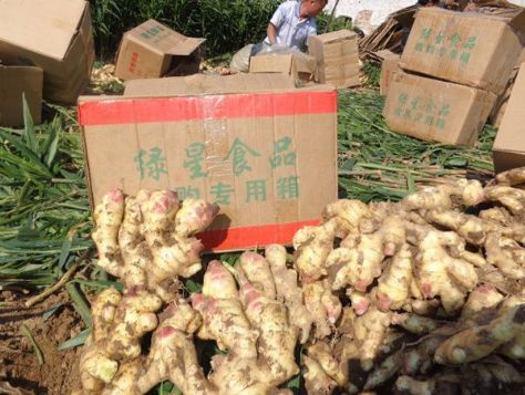 点击查看详细信息<br>标题：大姜收获基地1 阅读次数：104